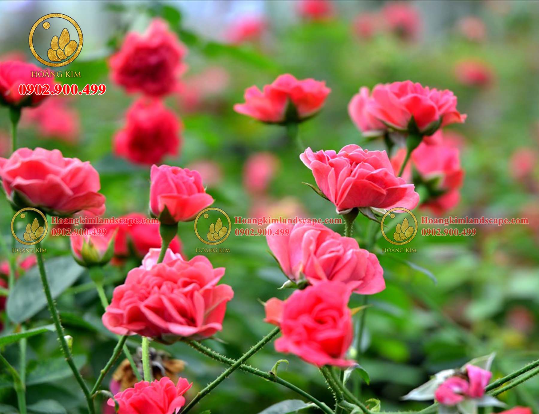 Mùi hương của hoa hồng có thể giúp bạn giảm bớt sự căng thẳng, hồi hộp