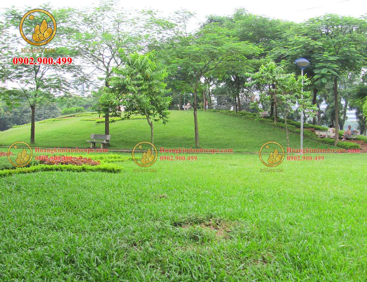 Thảm cỏ được trồng ở trong công viên