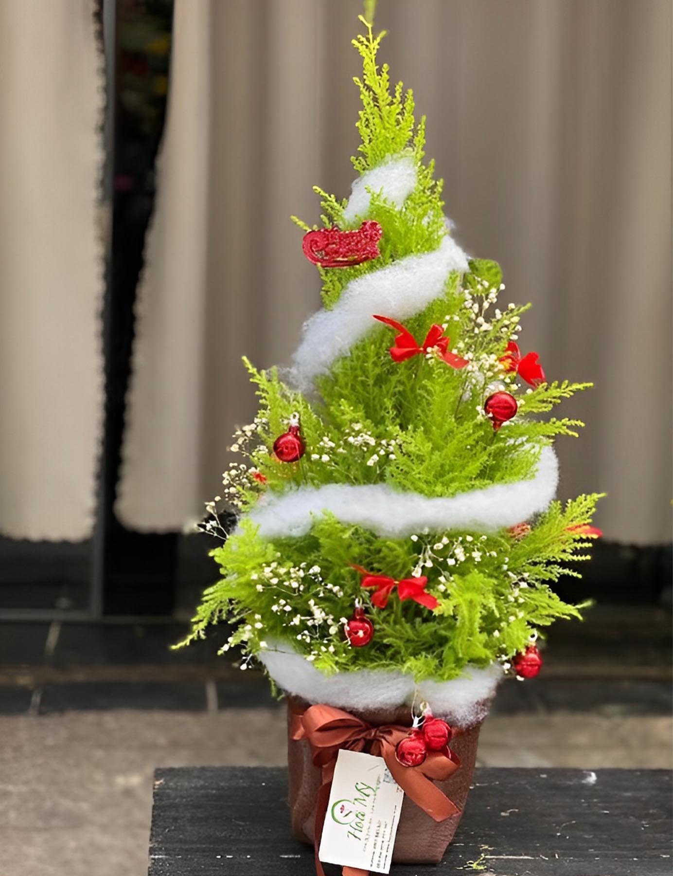 Cây Tùng thơm thường được dùng để trang trí nhà hoặc làm quà vô cùng đặc biệt dành cho lễ Giáng sinh