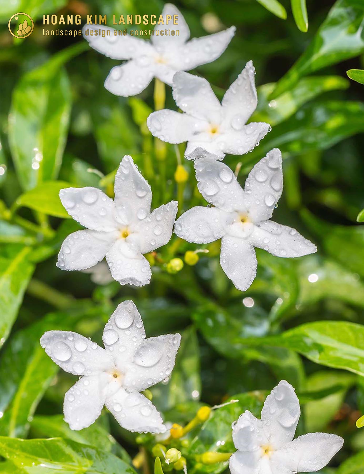Hoa Mai Vạn Phúc với white color, 5 cánh nở xòe như hình mũi mác và lan mừi hương nhẹ nhàng nhẹ