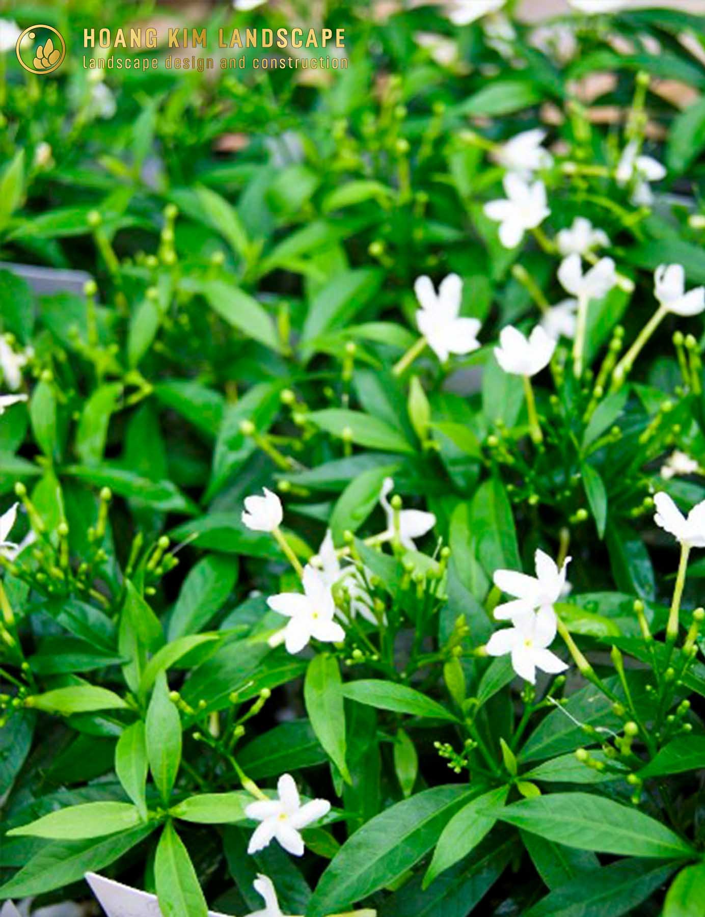 Mai Vạn Phúc rất được yêu thích vày với hoa nở white xung quanh năm