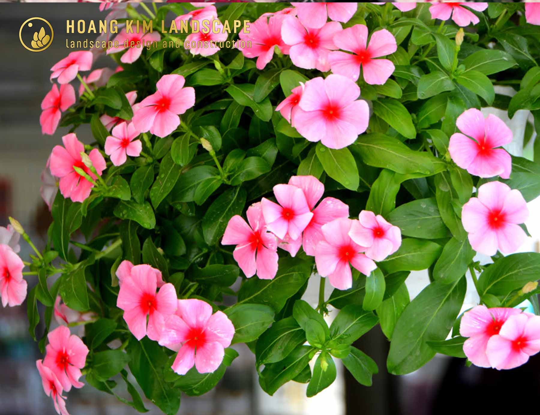 Hoa Dừa Cạn là loài hoa đẹp cả thân lá với nhiều sắc hoa rực rỡ, lá xanh mỡ màng đầy sức sống