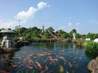 Thi Công Hồ Cá Koi Đẹp, Thiết Kế Hồ Cá Koi Sân Vườn Nhật 